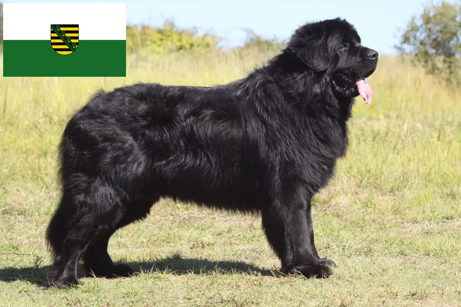 Read more about the article Newfoundland crescători și căței în Saxonia