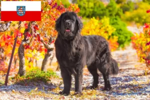 Read more about the article Newfoundland crescători și căței în Thuringia