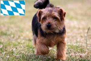 Read more about the article Norfolk Terrier crescători și căței în Bavaria
