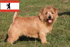 Read more about the article Norfolk Terrier crescători și căței în Berlin