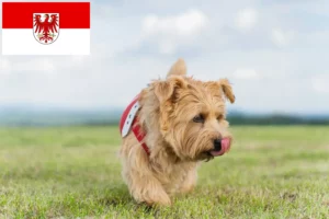Read more about the article Norfolk Terrier crescători și căței în Brandenburg