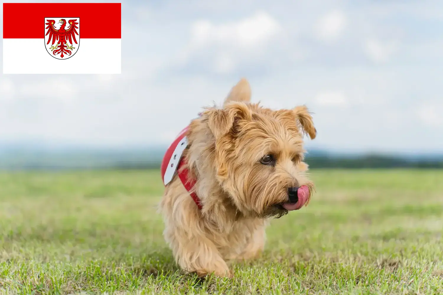 Norfolk Terrier căței și crescători Brandenburg Găsiți aici crescători de Norfolk Terrier în Brandenburg.