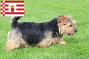 Read more about the article Norfolk Terrier crescători și căței în Bremen