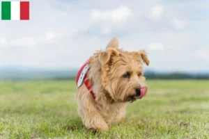Read more about the article Norfolk Terrier crescători și căței în Italia