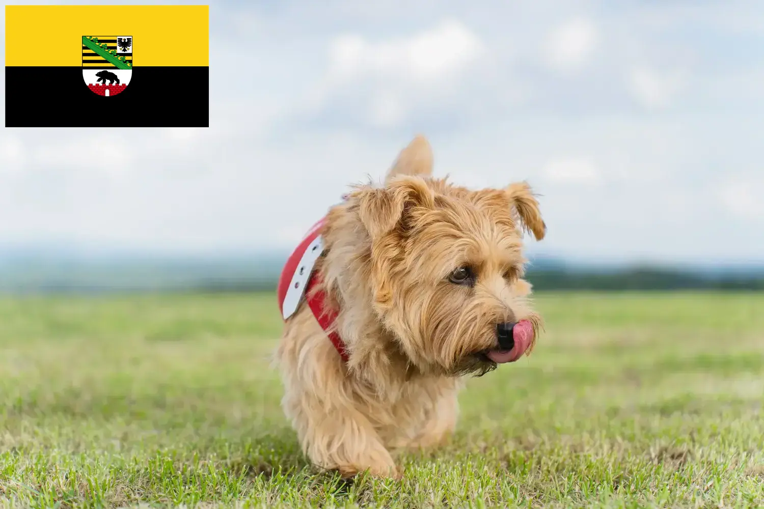 Norfolk Terrier căței și crescători Saxonia-Anhalt Găsiți aici crescători de Norfolk Terrier în Saxony-Anhalt.