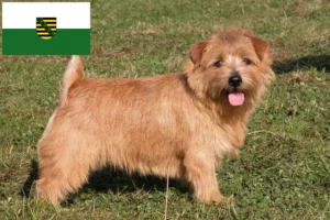 Read more about the article Norfolk Terrier crescători și căței în Saxonia