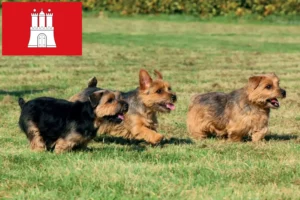 Read more about the article Norfolk Terrier crescători și căței în Hamburg