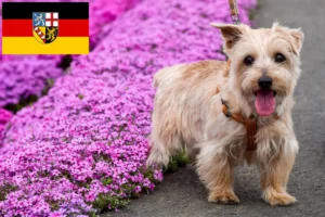 Read more about the article Norfolk Terrier crescători și căței în Saarland