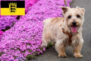 Read more about the article Norfolk Terrier crescători și căței în Baden-Württemberg