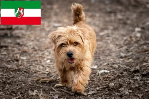 Read more about the article Norfolk Terrier crescători și căței în Renania de Nord-Westfalia