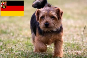 Read more about the article Norfolk Terrier crescători și căței în Renania-Palatinat