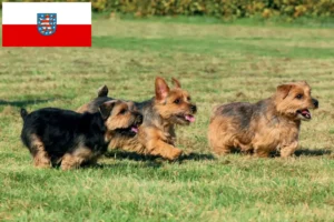 Read more about the article Norfolk Terrier crescători și căței în Thuringia