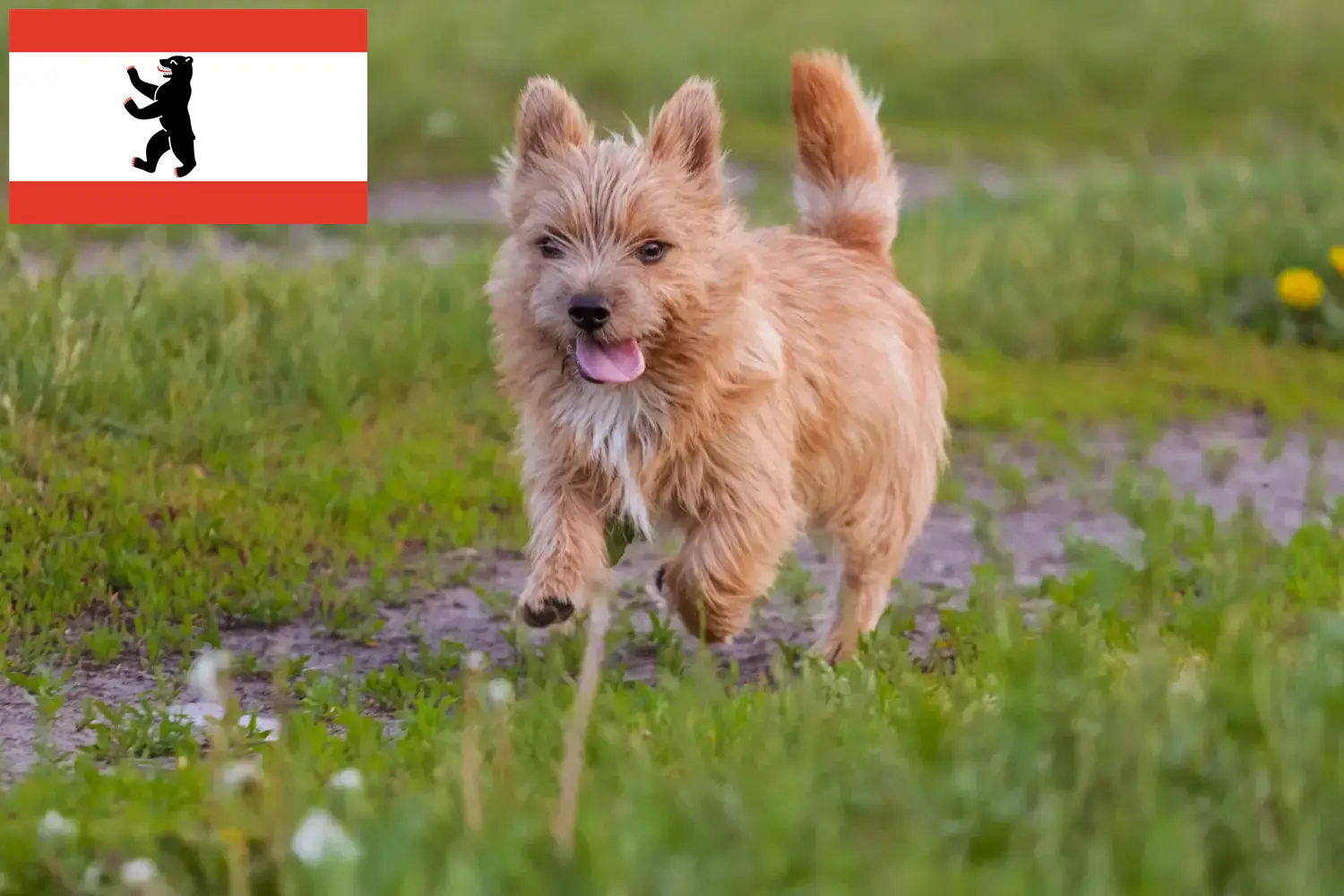 Norwich Terrier căței și crescători Berlin Găsiți crescători de Norwich Terrier în Berlin aici.
