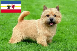 Read more about the article Norwich Terrier crescători și căței în Mecklenburg-Vorpommern