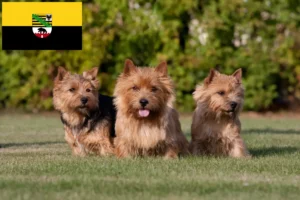 Read more about the article Norwich Terrier crescători și căței în Saxonia-Anhalt