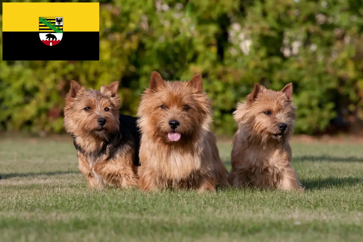Read more about the article Norwich Terrier crescători și căței în Saxonia-Anhalt
