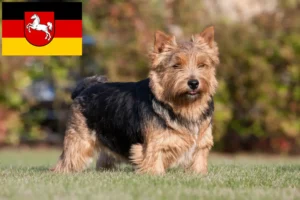 Read more about the article Norwich Terrier crescători și căței în Saxonia Inferioară