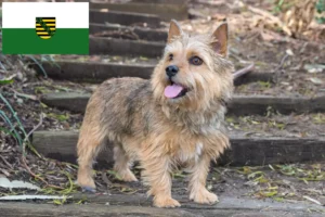 Read more about the article Norwich Terrier crescători și căței în Saxonia
