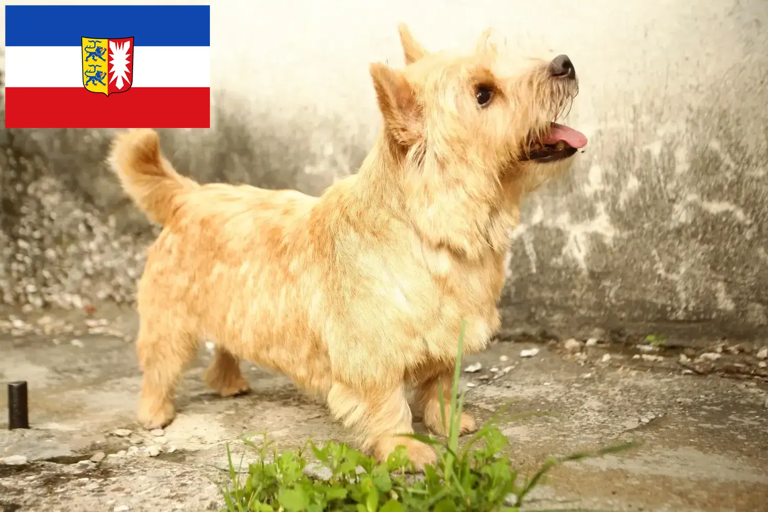 Read more about the article Norwich Terrier crescători și căței în Schleswig-Holstein
