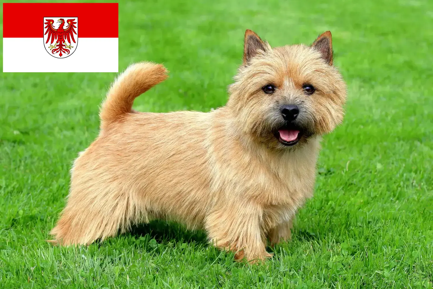 Read more about the article Norwich Terrier crescători și căței în Brandenburg