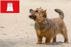 Read more about the article Norwich Terrier crescători și căței în Hamburg