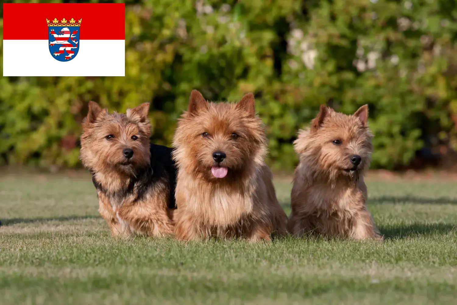 Read more about the article Norwich Terrier crescători și căței în Hessen