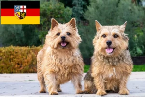 Read more about the article Norwich Terrier crescători și căței în Saarland