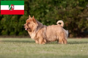 Read more about the article Norwich Terrier crescători și căței în Renania de Nord-Westfalia
