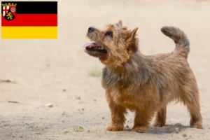 Read more about the article Norwich Terrier crescători și căței în Renania-Palatinat