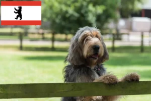 Read more about the article Otterhund crescători și căței în Berlin