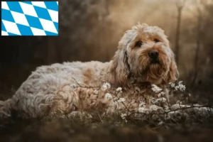 Read more about the article Otterhund crescători și căței în Bavaria