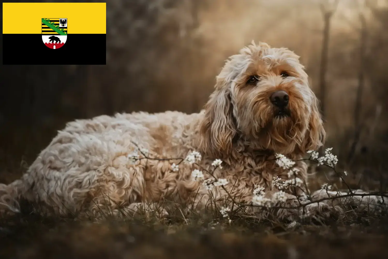 Otterhund căței și crescători Saxonia-Anhalt Aici puteți găsi crescători de Otterhund în Saxony-Anhalt.