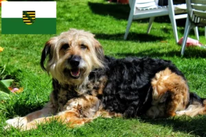 Read more about the article Otterhund crescători și căței în Saxonia