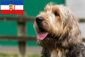 Read more about the article Otterhund crescători și căței în Schleswig-Holstein