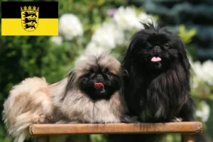 Read more about the article Pekingese crescători și căței în Baden-Württemberg