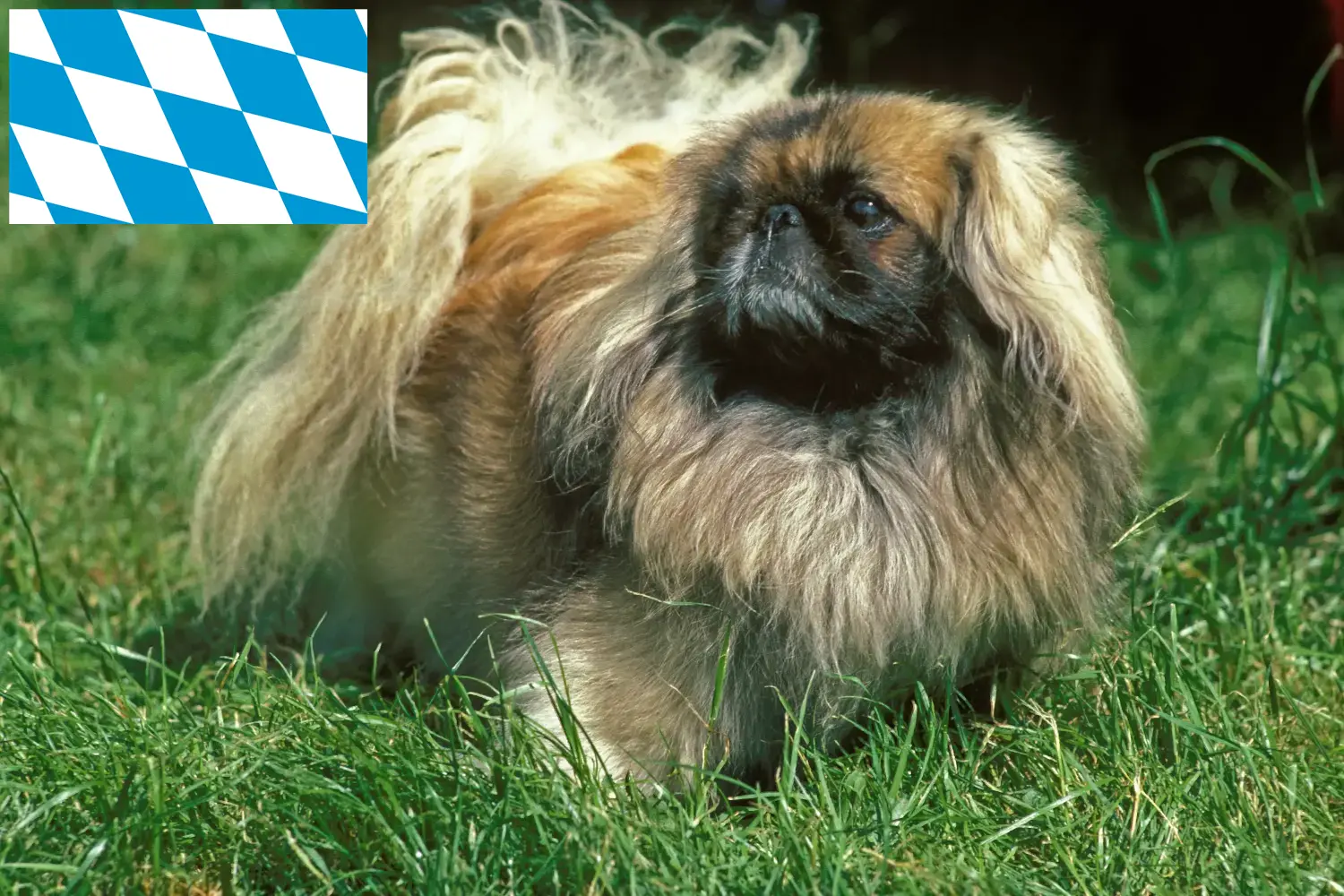 Read more about the article Pekingese crescători și căței în Bavaria
