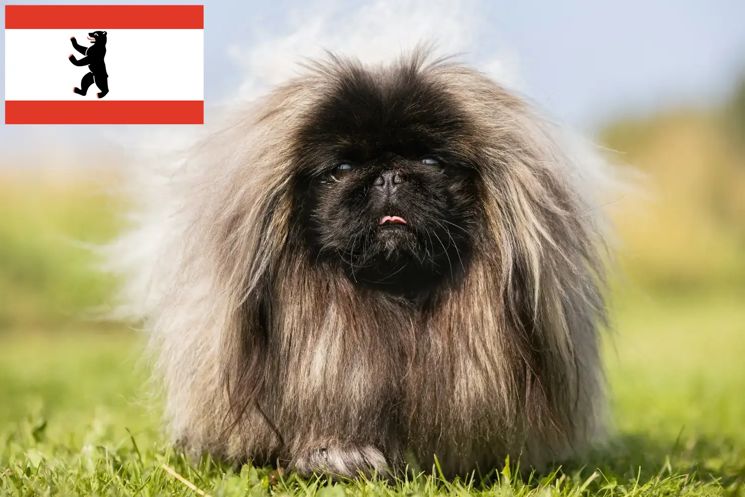 Read more about the article Pekingese crescători și căței în Berlin