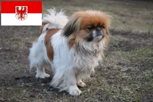 Read more about the article Pekingese crescători și căței în Brandenburg