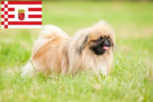 Read more about the article Pekingese crescători și căței în Bremen