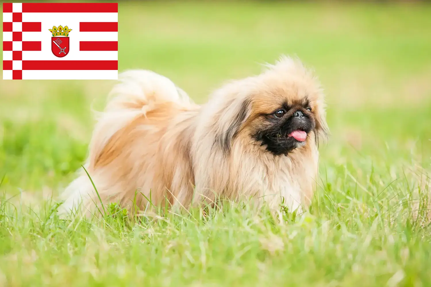 Read more about the article Pekingese crescători și căței în Bremen