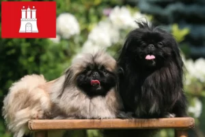 Read more about the article Pekingese crescători și căței în Hamburg