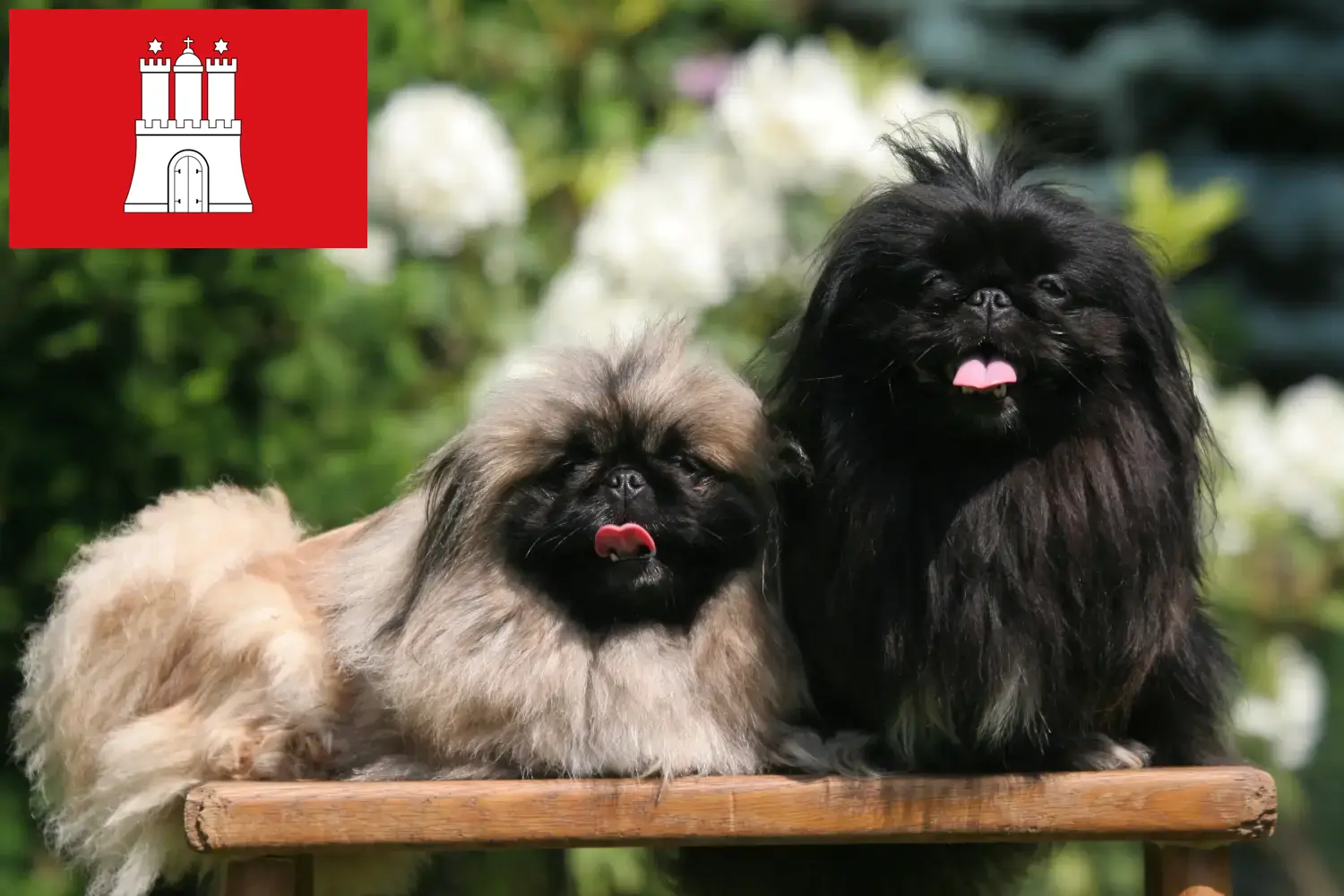 Read more about the article Pekingese crescători și căței în Hamburg