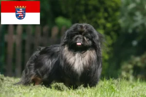 Read more about the article Pekingese crescători și căței în Hessen