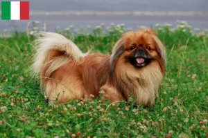 Read more about the article Pekingese crescători și căței în Italia