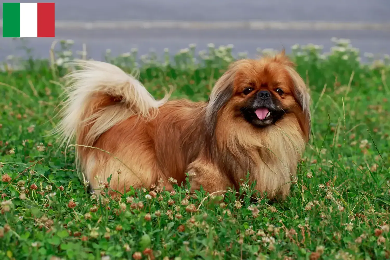 Read more about the article Pekingese crescători și căței în Italia