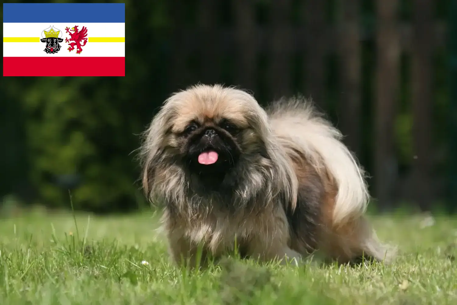 Read more about the article Pekingese crescători și căței în Mecklenburg-Vorpommern
