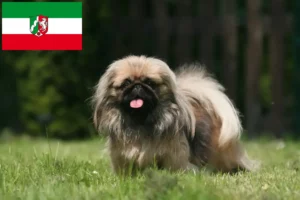 Read more about the article Pekingese crescători și căței în Renania de Nord-Westfalia