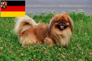Read more about the article Pekingese crescători și căței în Renania-Palatinat