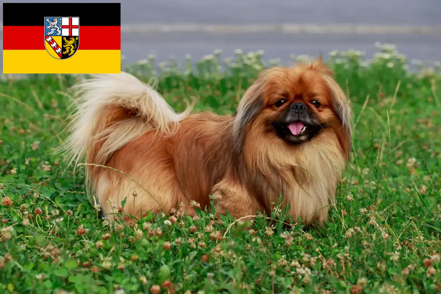 Read more about the article Pekingese crescători și căței în Saarland