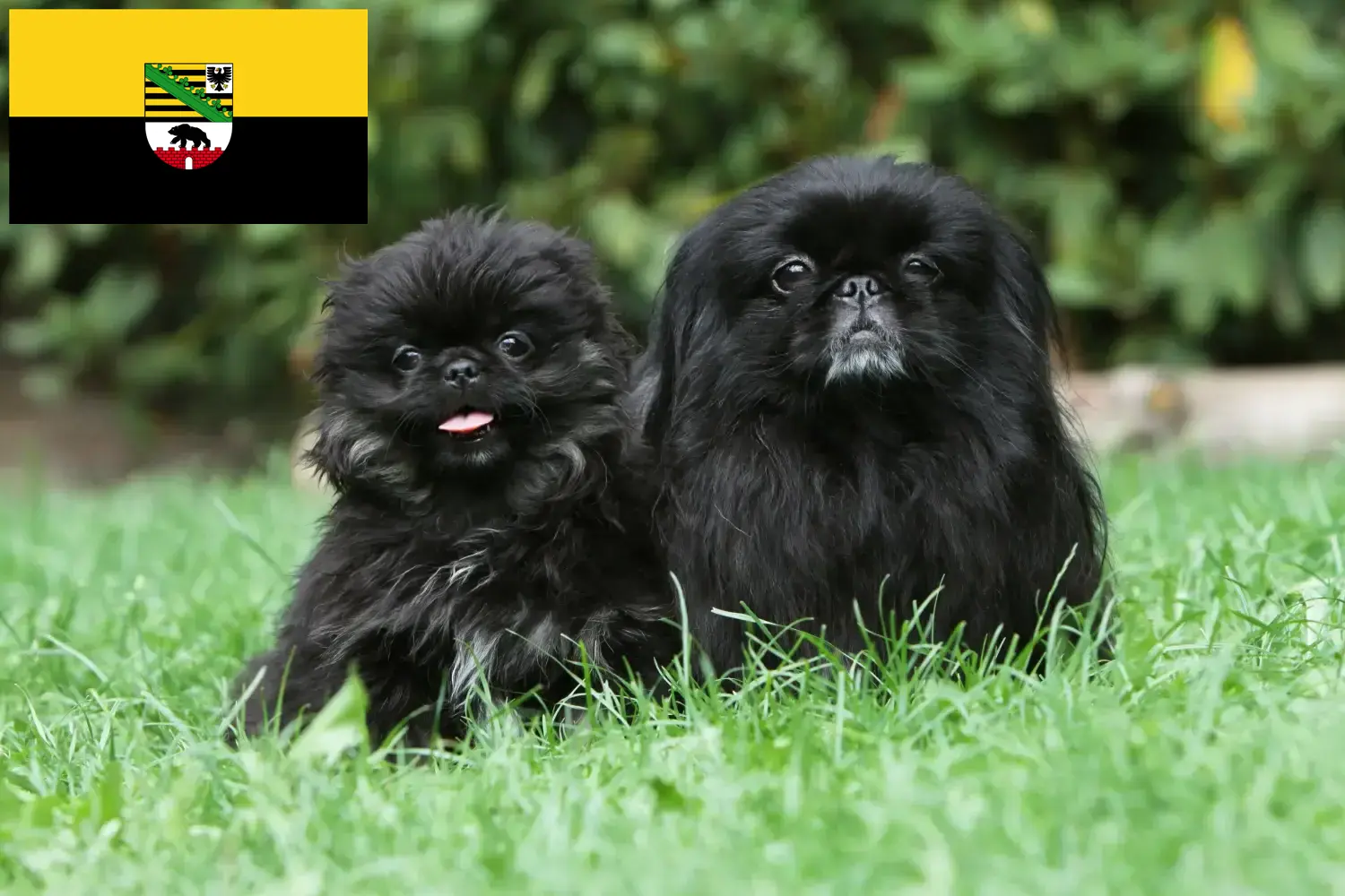 Read more about the article Pekingese crescători și căței în Saxonia-Anhalt